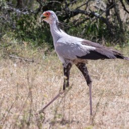 Fåglar i Kenya, februari 2019
