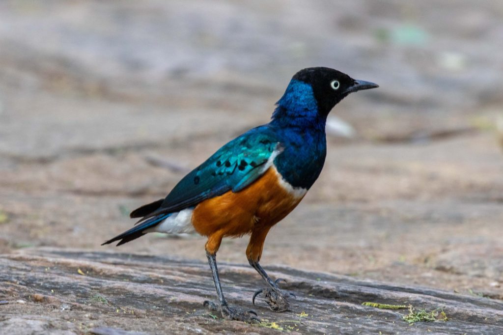 Trefärgad glansstare