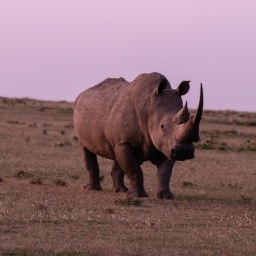 Safari på höglandet, del 2