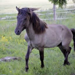 Förskola för Efstur
