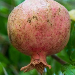 Spekulationer om vinster